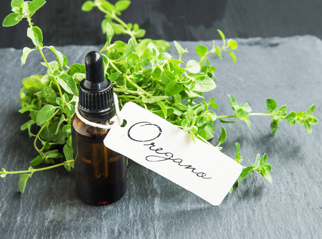 Oregano oil: The Cure to Congestion and a Natural Antiseptic