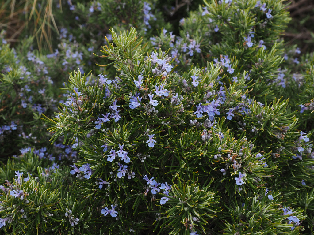 Positive Holistic Effects of Rosemary Essential Oil